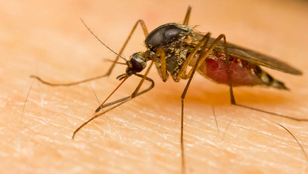 The First Malaria Vaccine